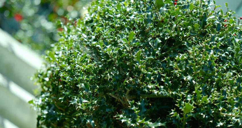 misc plant