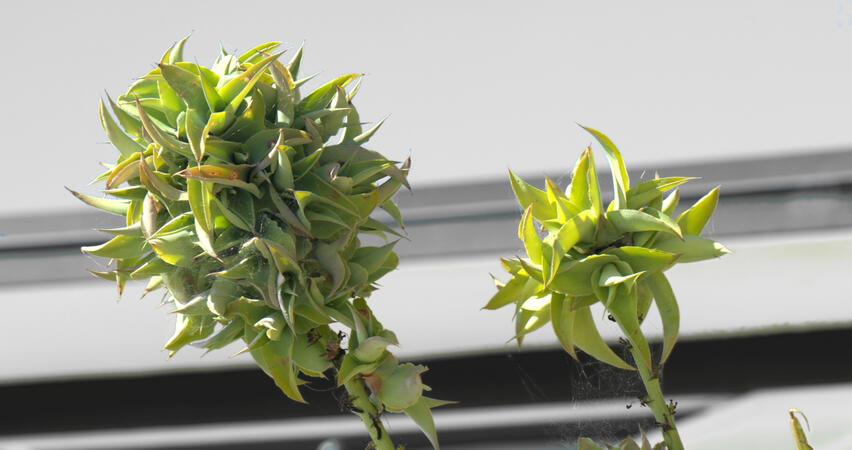 misc plant