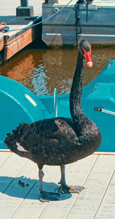 goose or swan