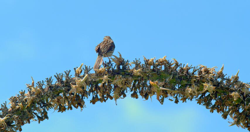 bird on plant