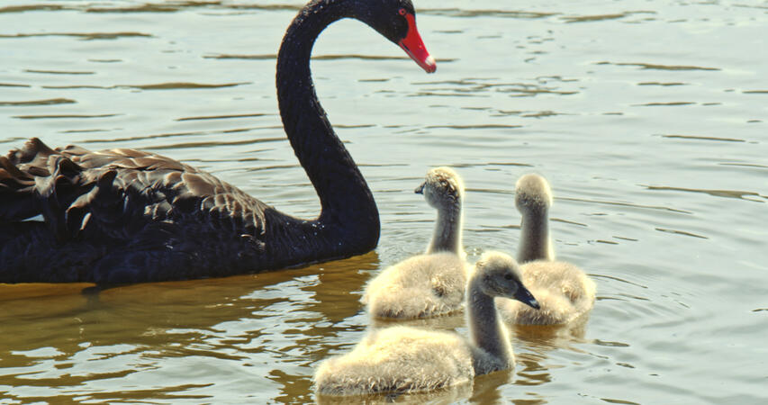 goose or swan