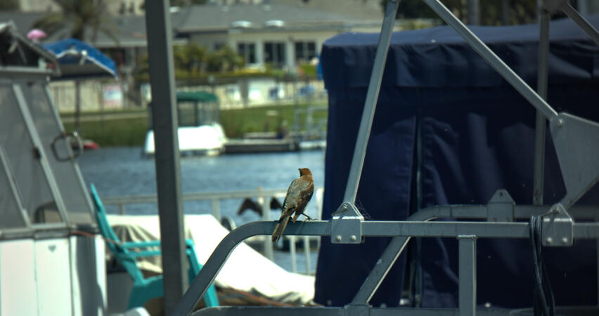 bird on boat