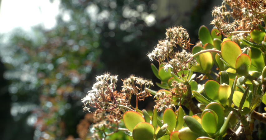 misc plant