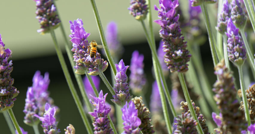 bee on purple flowers