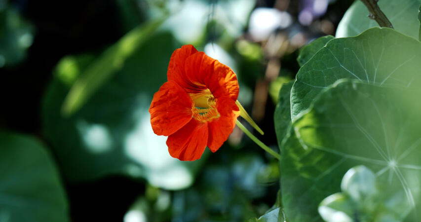 flower