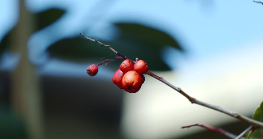 berries