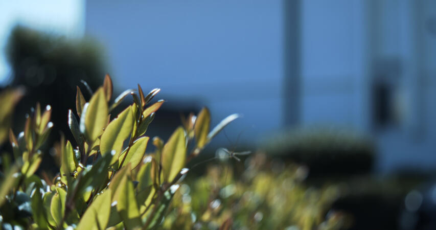 misc plant